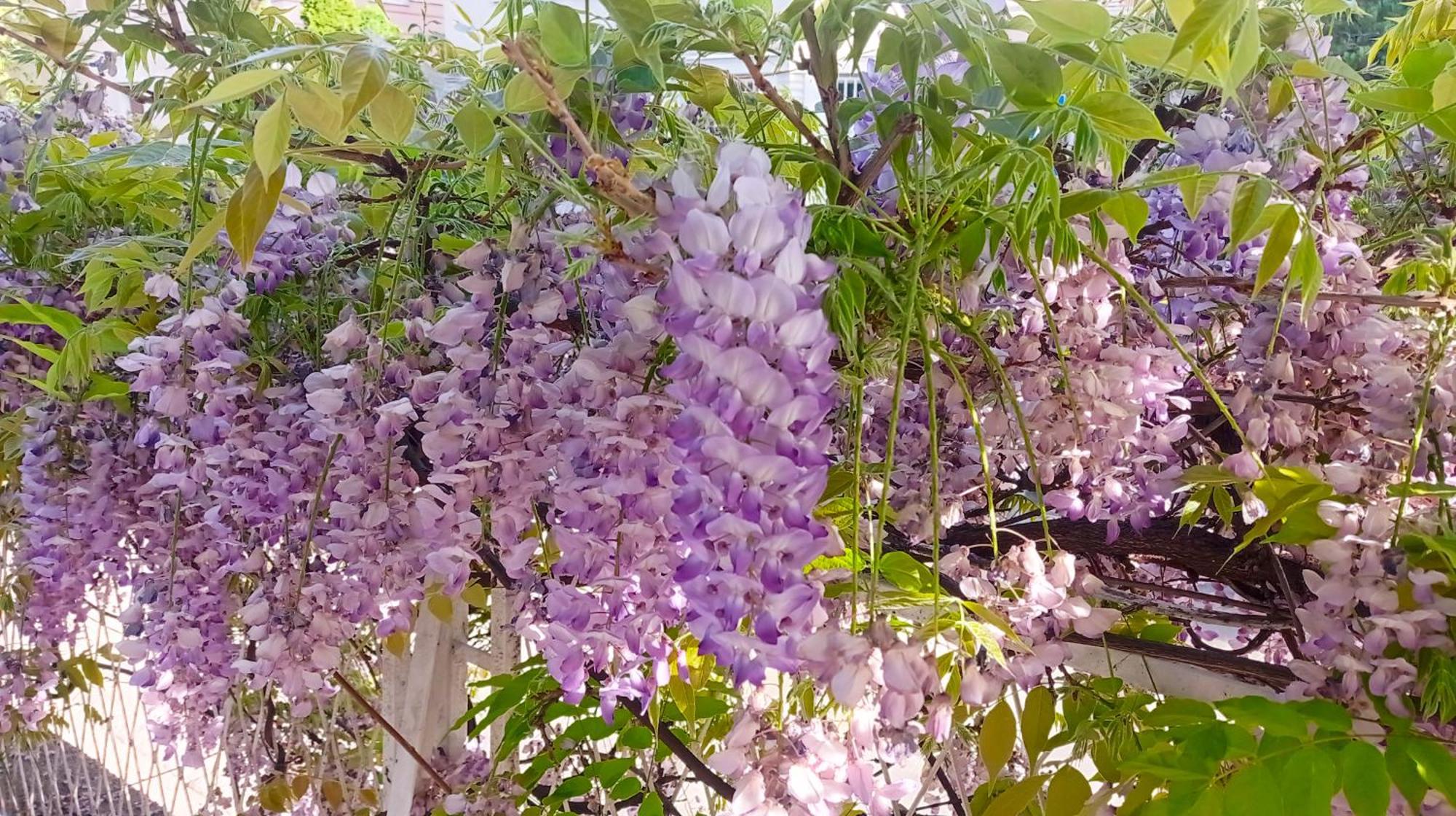Belgrade Apartment Happy Garden Εξωτερικό φωτογραφία