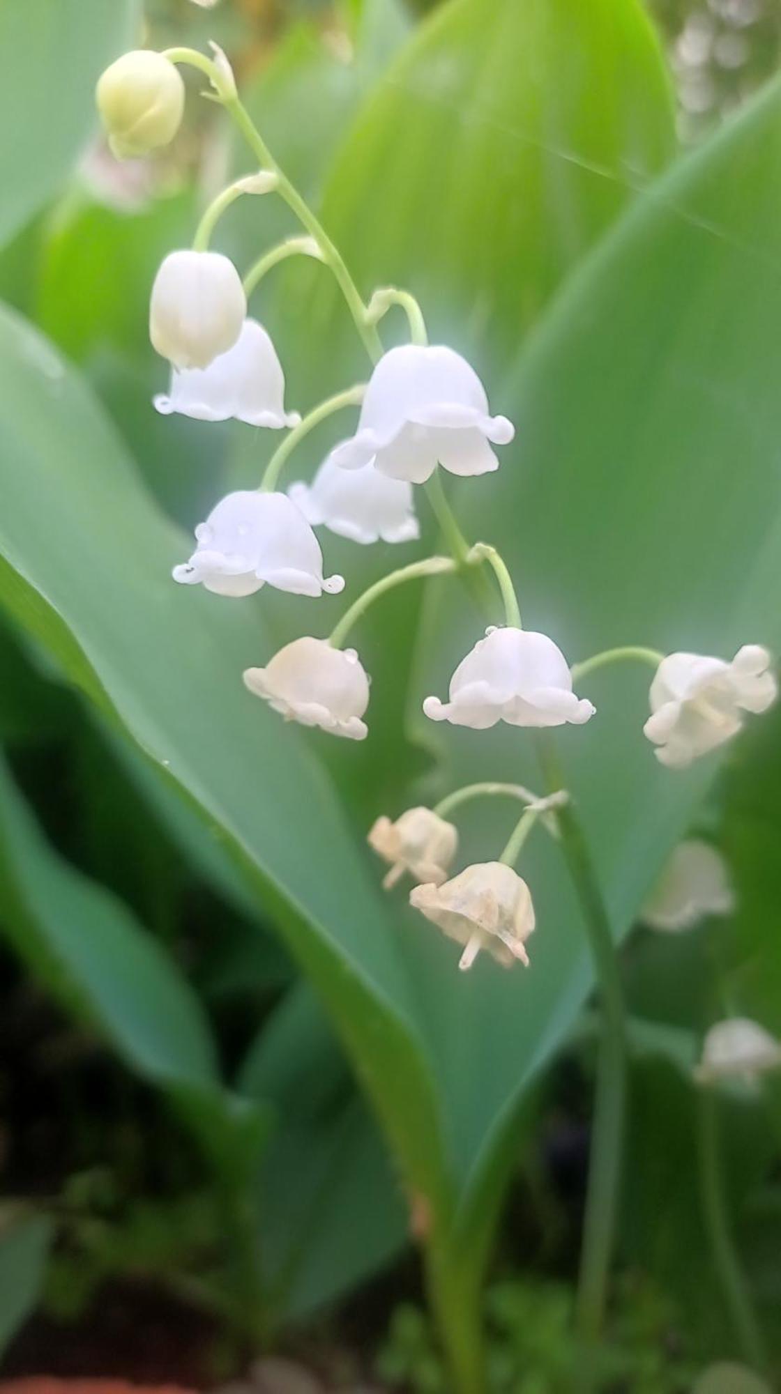 Belgrade Apartment Happy Garden Εξωτερικό φωτογραφία