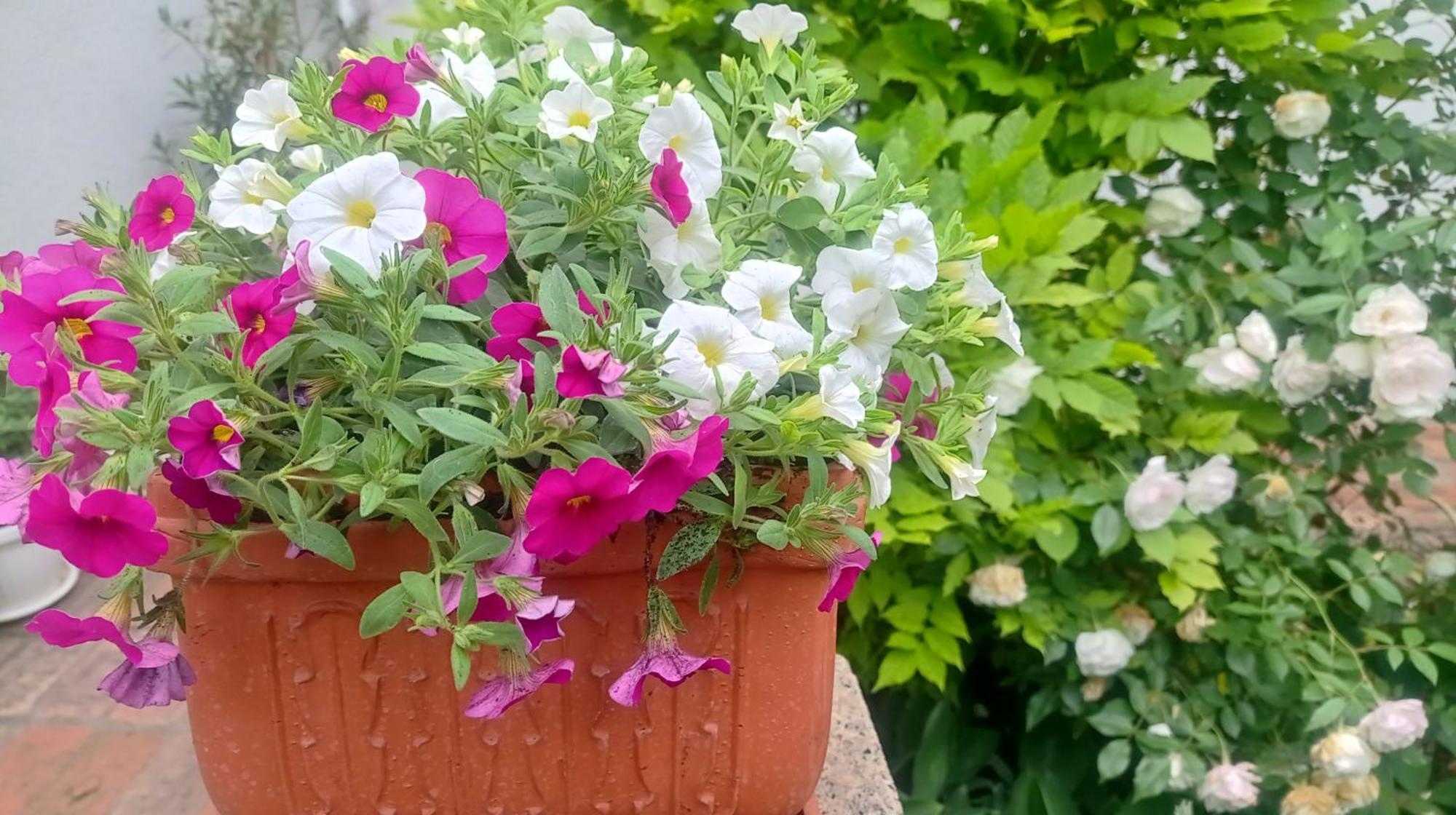 Belgrade Apartment Happy Garden Εξωτερικό φωτογραφία